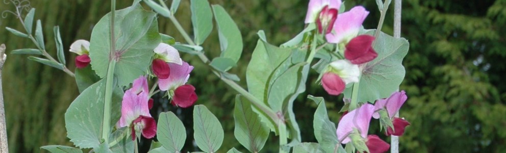 Purple peas in flower